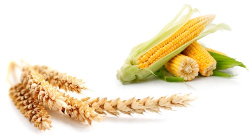wheat and corn